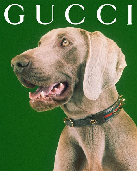 gucci chien|gucci dog and cat.